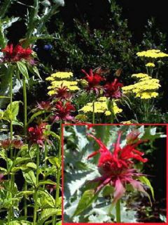 Thé d'Oswego Squaw - Monarde Squaw - Monarda Bergamote Squaw