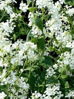 Monnaie du pape 'Alba'