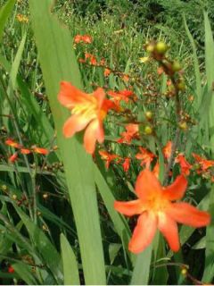 Crocosmia Carmine Brillant - Montbretia orange et rouge