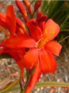 Crocosmia ou Montbretia crocosmiiflora Zeal Tan
