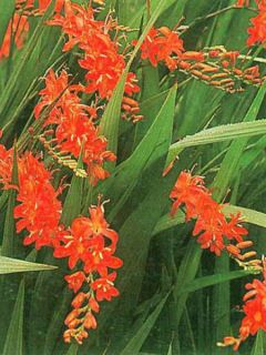 Crocosmia masoniorum, Montbretia