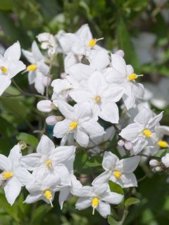 Morelle faux-jasmin 'Album'