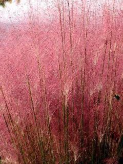 Muhlenbergia capillaris