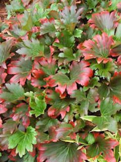 Mukdenia rossii Crimson Fans - Mukdénie de Ross