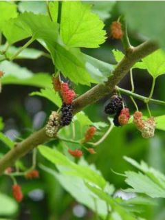 Mûrier à feuilles de platane