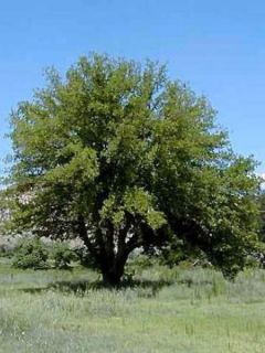 Mûrier blanc, Mûrier commun 'Fruitless' Mûrier blanc, Mûrier commun 'Fruitless'