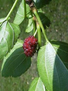 Morus alba - Mûrier blanc Morus alba - Mûrier blanc