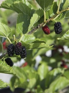 Mûrier de Corée 'Mulle'