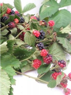 Mûrier Triple Crown - Rubus fruticosus