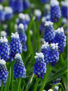 Muscari Mount Hood Muscari Mount Hood
