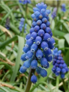 Muscari neglectum Muscari neglectum