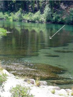 Myriophyllum spicatum - Myriophylle en épis