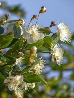 Myrtus communis - Myrte commun