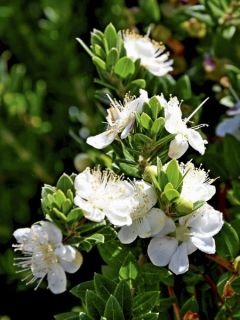 Myrtus communis subsp.Tarentina - Myrte commun 