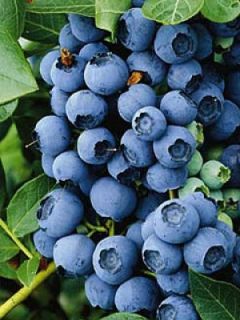 Myrtille d'Amérique 'Berkeley' Myrtille d'Amérique 'Berkeley'