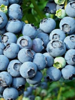 Myrtillier Blue Jay - Vaccinium corymbosum Myrtillier Blue Jay - Vaccinium corymbosum