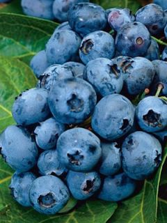 Myrtille d'Amérique 'Blue Pearl' Myrtille d'Amérique 'Blue Pearl'