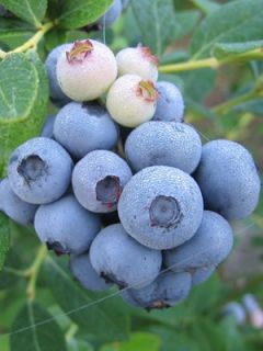 Myrtille d'Amérique - Vaccinium corymbosum Duke