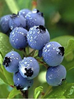 Myrtillier Jersey - Vaccinium corymbosum Myrtillier Jersey - Vaccinium corymbosum