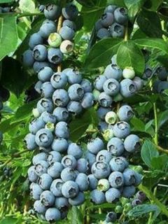 Myrtille Patriot - Vaccinum corymbosum