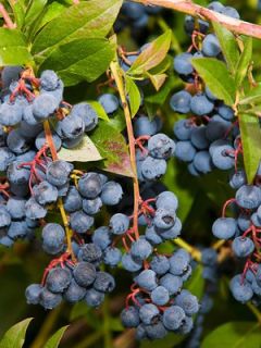 Myrtille d'Amérique 'Rubel' Myrtille d'Amérique 'Rubel'