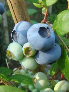 Myrtillier d'Amérique 'Ivanhoe' Myrtillier d'Amérique 'Ivanhoe'