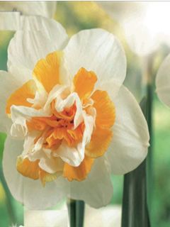 Narcisse Peach Swirl