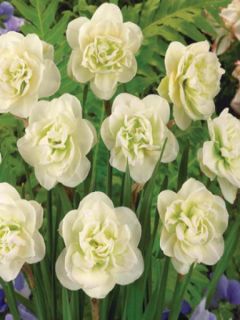 Narcisse à fleurs doubles 'Rose of May' Narcisse à fleurs doubles 'Rose of May'