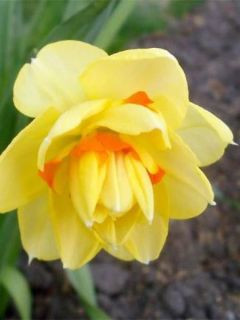 Narcisse Tahiti Narcisse Tahiti