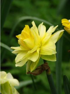 Narcisse Golden Ducat