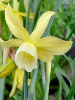 Narcisse triandrus Hawera