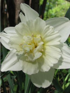 Narcisse 'Ice King'