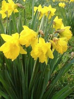 Narcisse Pseudonarcissus Obvallaris Narcisse Pseudonarcissus Obvallaris