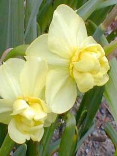 Narcisse poetaz 'Yellow Cheerfulness'