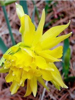 Narcisse Rip Van Winkle