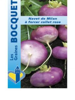 Navet de Milan à forcer à collet rose Atlantic - Brassica rapa