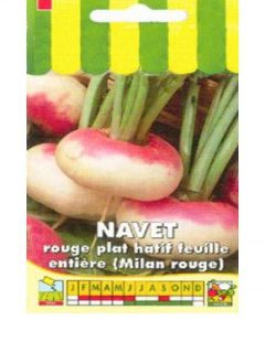 Navet de Milan rouge