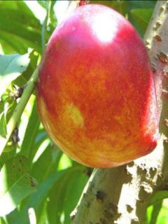 Nectarinier persica nucipersica