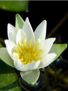 Nénuphar nain 'Alba'