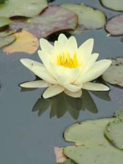 Nénuphar 'Yellow Sensation'
