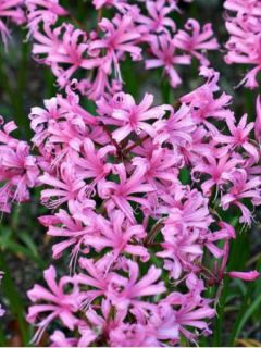 Nerine bowdenii