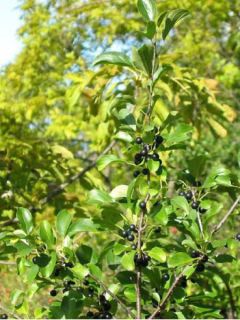 Rhamnus catharticus - Nerprun purgatif, cathartique, officinal 