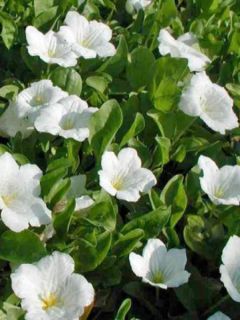 Nierembergia repens - Nierembergia rampant