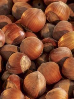 Noisetier commun 'Fertile de Coutard'