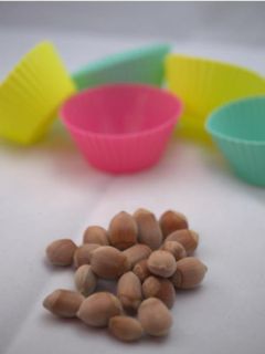 Noisetier commun 'Longue d'Espagne'