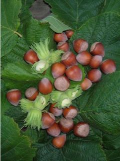 Noisetier commun 'Merveille de Bollwiller'