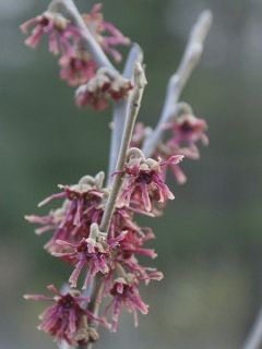 Noisetier de sorcière 'Amethyst'