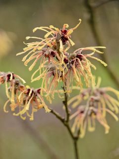 Noisetier de sorcière - Hamamelis x intermedia Aurora