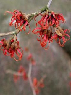 Noisetier de sorcière 'Diane' Noisetier de sorcière 'Diane'