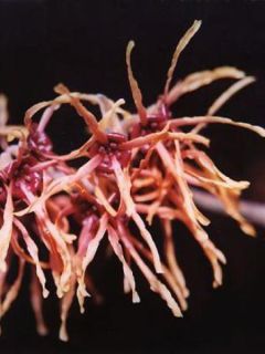 Noisetier de sorcière 'Feuerzauber' Noisetier de sorcière 'Feuerzauber'